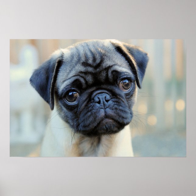 Cute Pug Mugg Poster (Framsidan)
