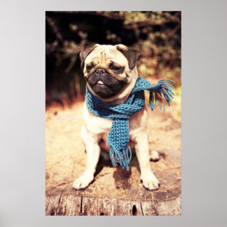 Cute Pug Porträtt med Blue Scarf Poster