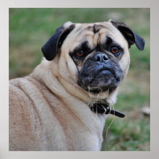 Cute Pug Poster