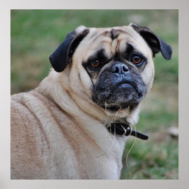 Cute Pug Poster (Framsidan)