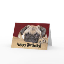 Cute Pug Puppy Birthday Wish