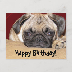 Cute Pug Puppy Birthday Wish Vykort