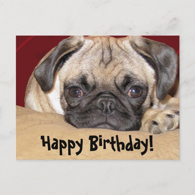 Cute Pug Puppy Birthday Wish Vykort (Framsida)