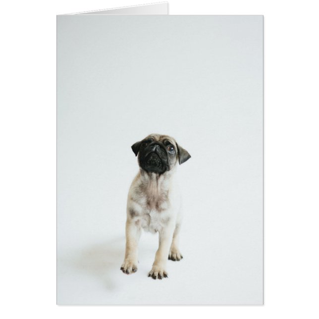 Cute Pug Puppy Hälsningskort (Framsidan)