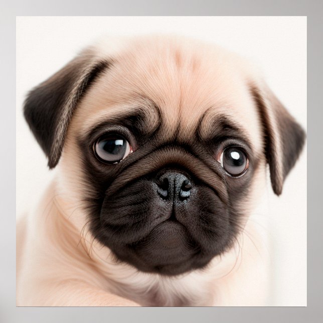 Cute Pug Puppy Hund Poster Porträtt (Framsidan)