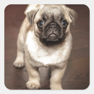 Cute Pug Puppy Photo Fyrkantigt Klistermärke