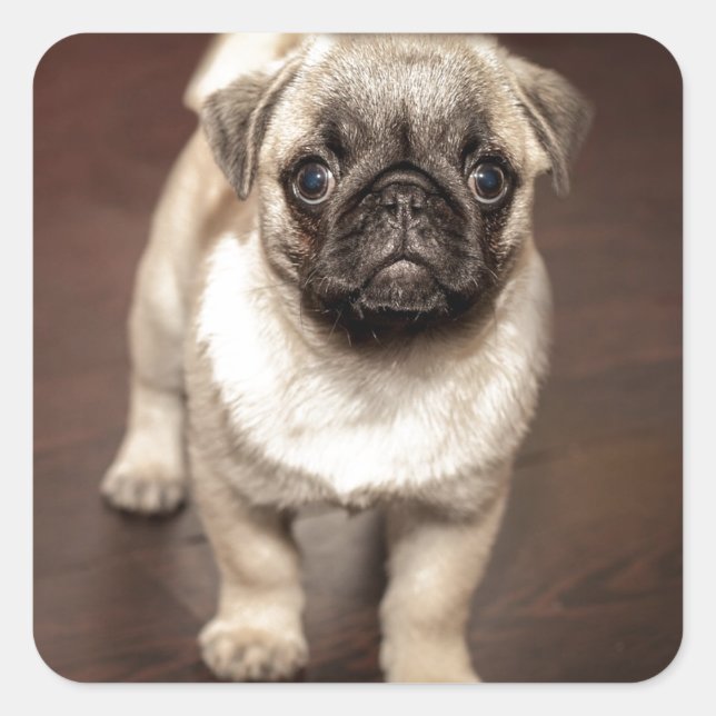 Cute Pug Puppy Photo Fyrkantigt Klistermärke (Framsida)