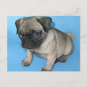Cute Pug Puppy Vykort
