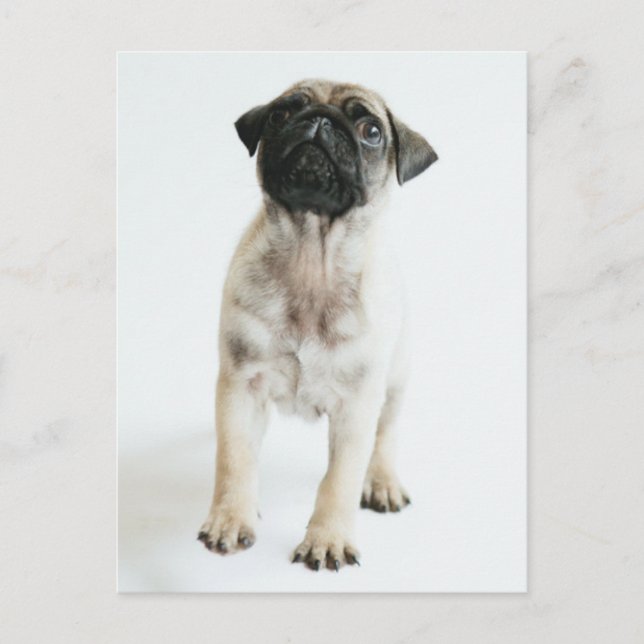 Cute Pug Puppy Vykort (Framsida)