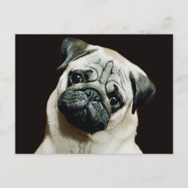 Cute Pug-vykort Vykort