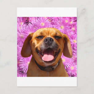 Cute Puggle Vykort