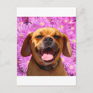 Cute Puggle Vykort