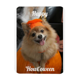 Cute Pumpkin Hund Photo Magnet