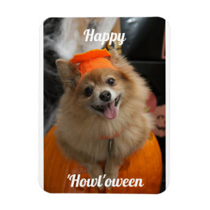 Cute Pumpkin Hund Photo Magnet