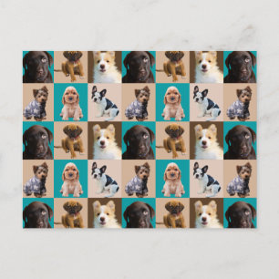 Cute Puppies Hundar Animals Collage Vykort