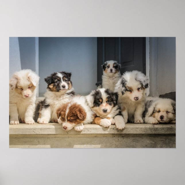 Cute Puppies Premium Canvas (glans) Poster (Framsidan)