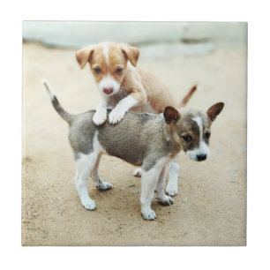 Cute Puppies spelar på persikor Kakelplatta