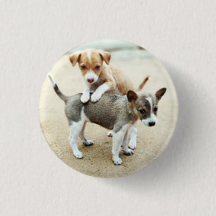 Cute Puppies spelar på persikor Knapp