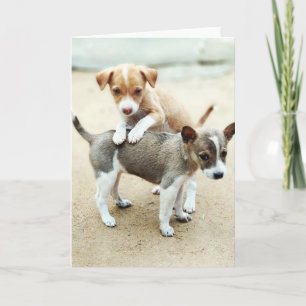 Cute Puppies spelar på persikor Kort