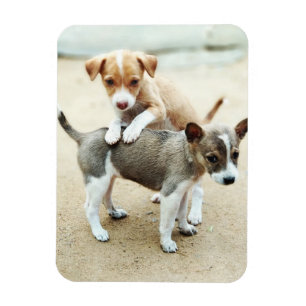 Cute Puppies spelar på persikor Magnet