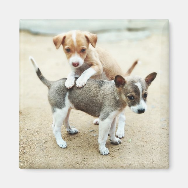 Cute Puppies spelar på persikor Magnet (Framsidan)