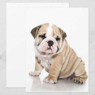 Cute Puppy Bulldog-Ledsen