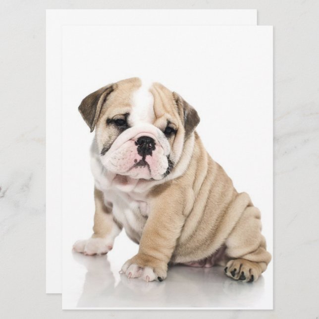 Cute Puppy Bulldog-Ledsen (Fram/baksida)