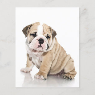 Cute Puppy Bulldog-Ledsen Flygblad