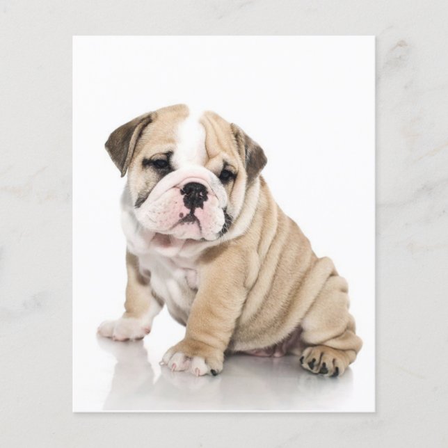 Cute Puppy Bulldog-Ledsen Flygblad (Framsidan)