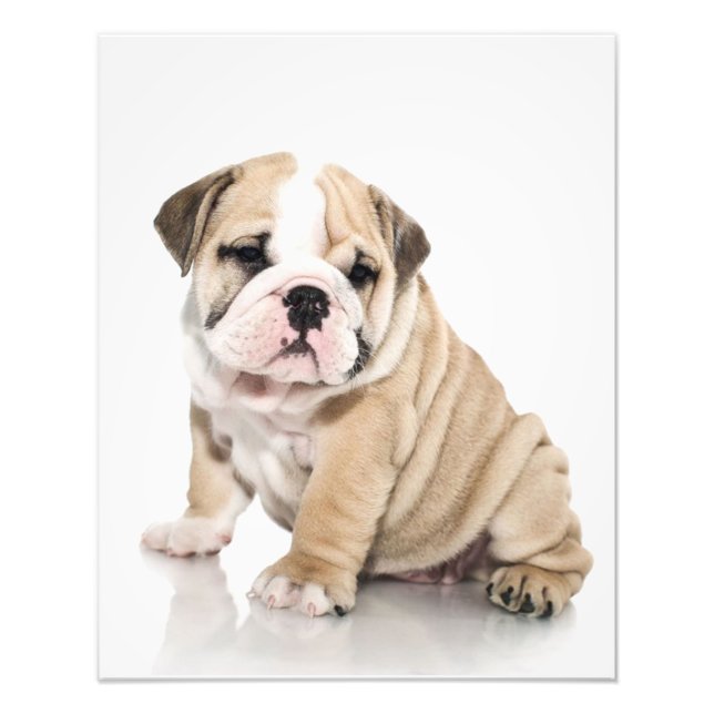 Cute Puppy Bulldog-Ledsen Fototryck (Framsidan)