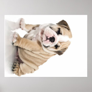 Cute Puppy Bulldog-Ledsen Poster