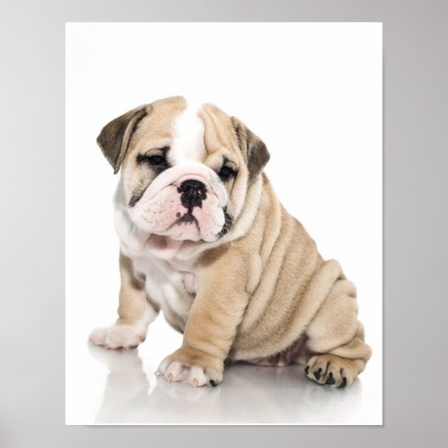 Cute Puppy Bulldog-Ledsen Poster (Framsidan)