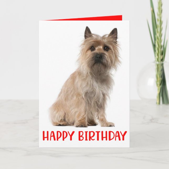 Cute Puppy Cairn Terrier Hund Birday Card Tack Kort (Framsida)