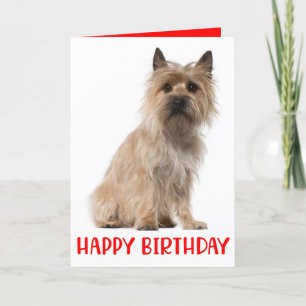 Cute Puppy Cairn Terrier Hund Birday Card Tack Kort