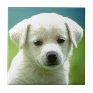 cute-puppy-dog-wallpapers.jpg kakelplatta