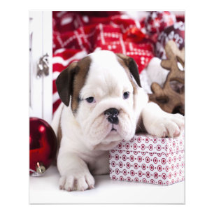 Cute Puppy English Bulldog Fruktansvärd jul Fototryck