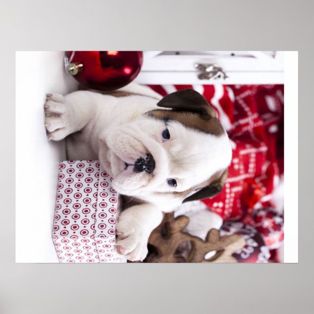 Cute Puppy English Bulldog | Fruktansvärd jul Poster (Framsidan)