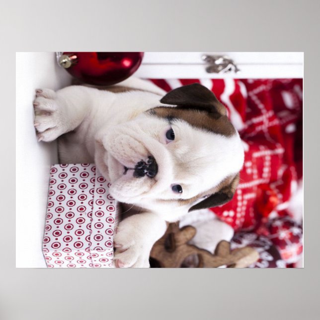 Cute Puppy English Bulldog | Fruktansvärd jul Poster (Framsidan)