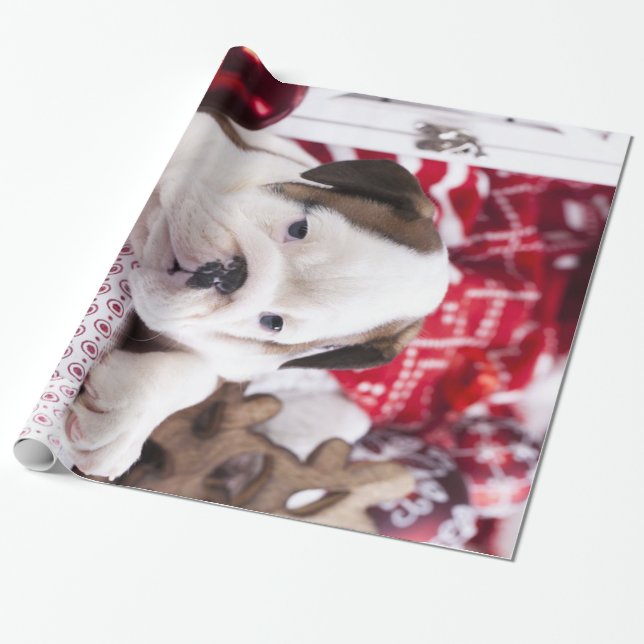 Cute Puppy English Bulldog | Fruktansvärd jul Presentpapper (Utrullad)