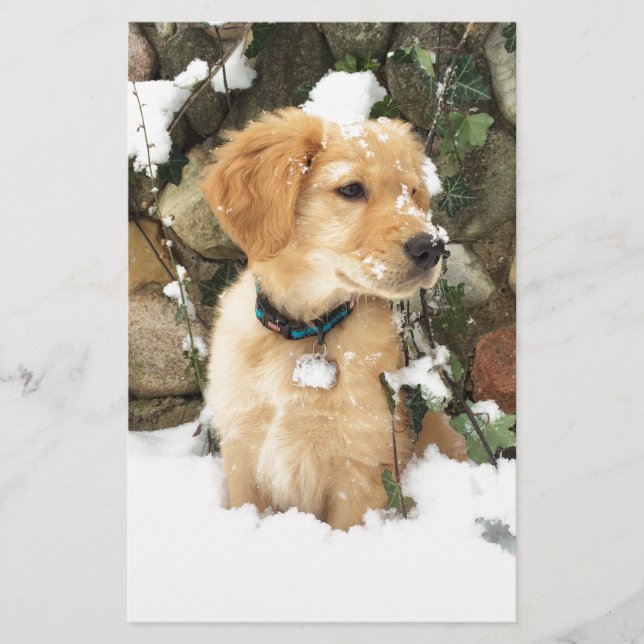 Cute Puppy-foto (Framsida)