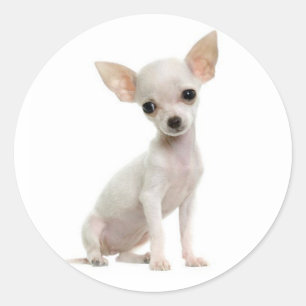 Cute Puppy Hund älskare Funny Chihuahua Runt Klistermärke