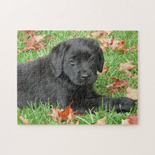 Cute Puppy Hund Black Labrador Retriever Pussel