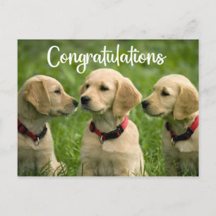 Cute Puppy Hund Golden Retriever-Grattisar Vykort