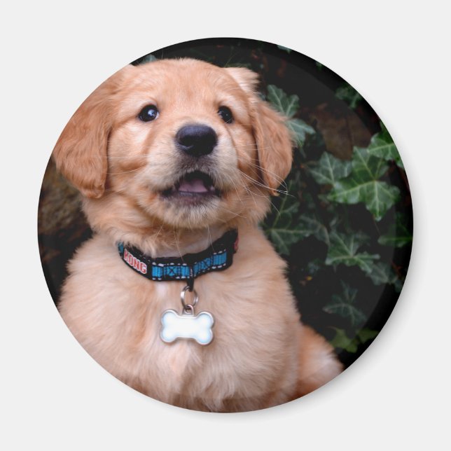 Cute puppy hund Golden Retriever Puppy Magnet (Framsidan)