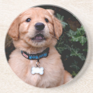 Cute puppy hund Golden Retriever Puppy Underlägg