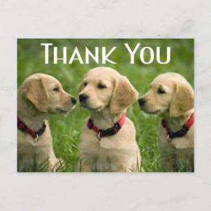 Cute Puppy Hund Golden Retriever Tack Vykort