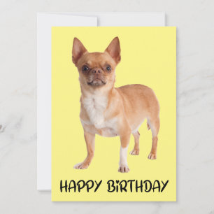 Cute Puppy Hund Gult Funny Chihuahua Birthday Kort
