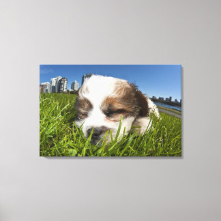 Cute puppy hund in park, Vancouver, BC, Kanada. Canvastryck