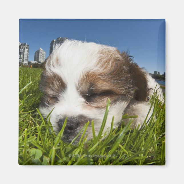 Cute puppy hund in park, Vancouver, BC, Kanada. Magnet (Framsidan)