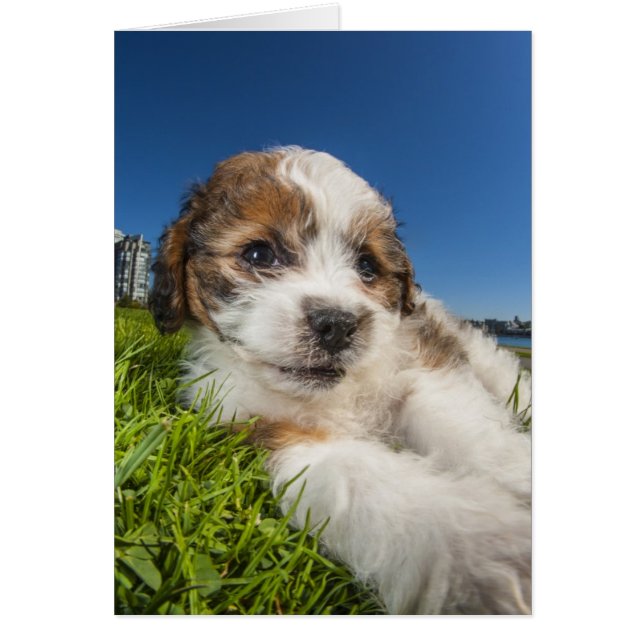 Cute puppy hund (Shitzu) Hälsningskort (Framsidan)